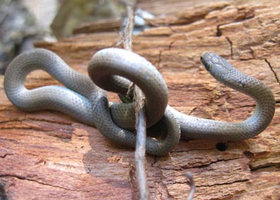 Sharptailed Snake